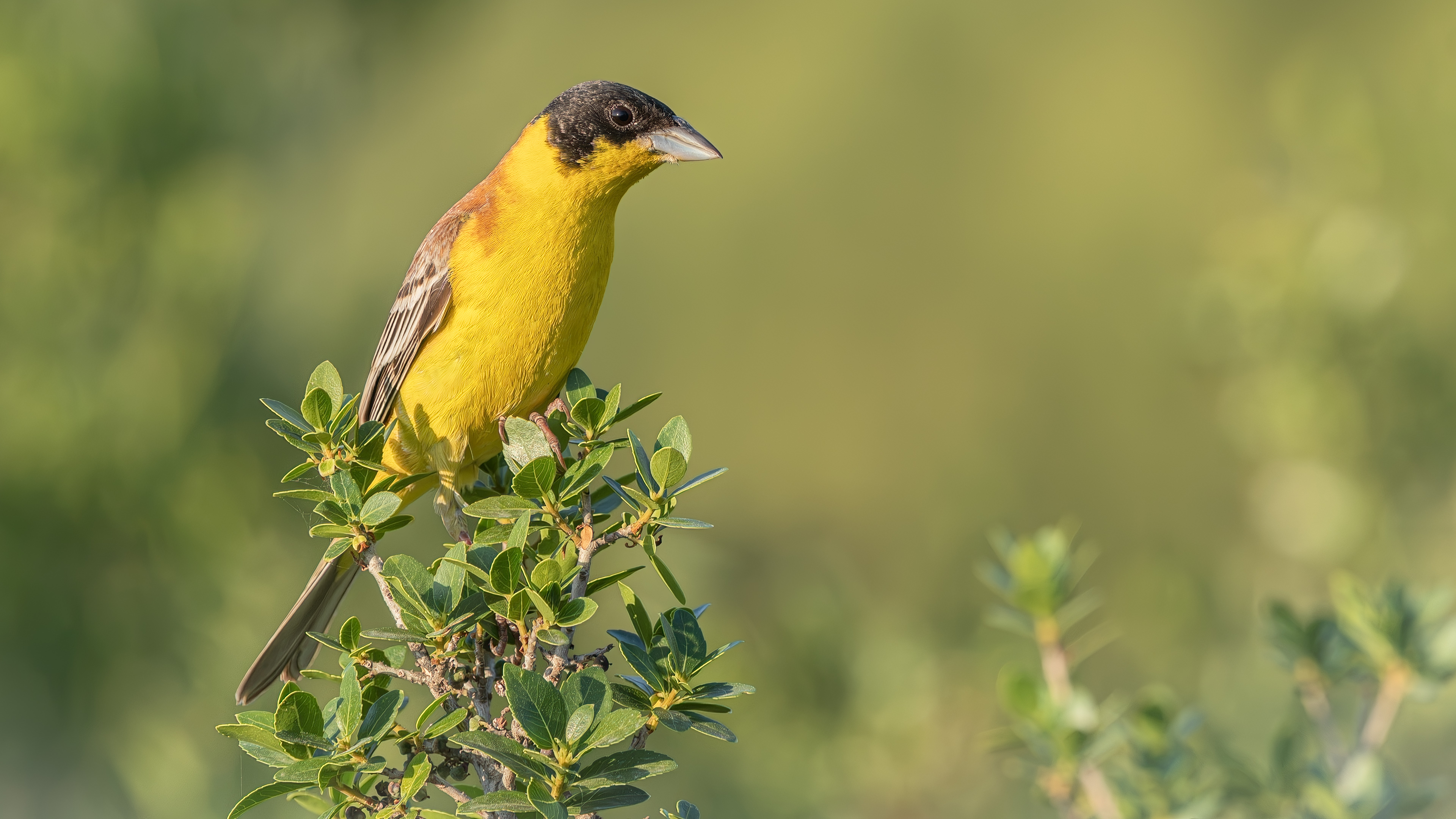 Black-headed Bunting